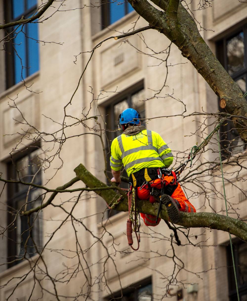 Élagueur en intervention dans un arbre